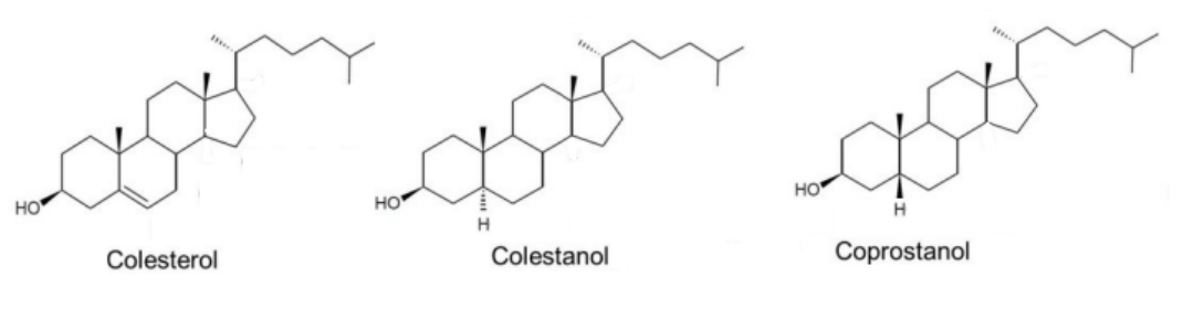 Estruturas quimicas do colesterol, do colestanol e do coprostanol