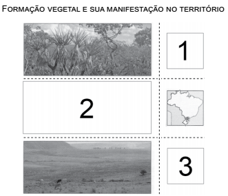 Formação vegetal Brasil