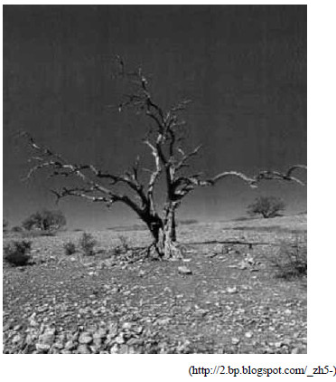 Desertificação
